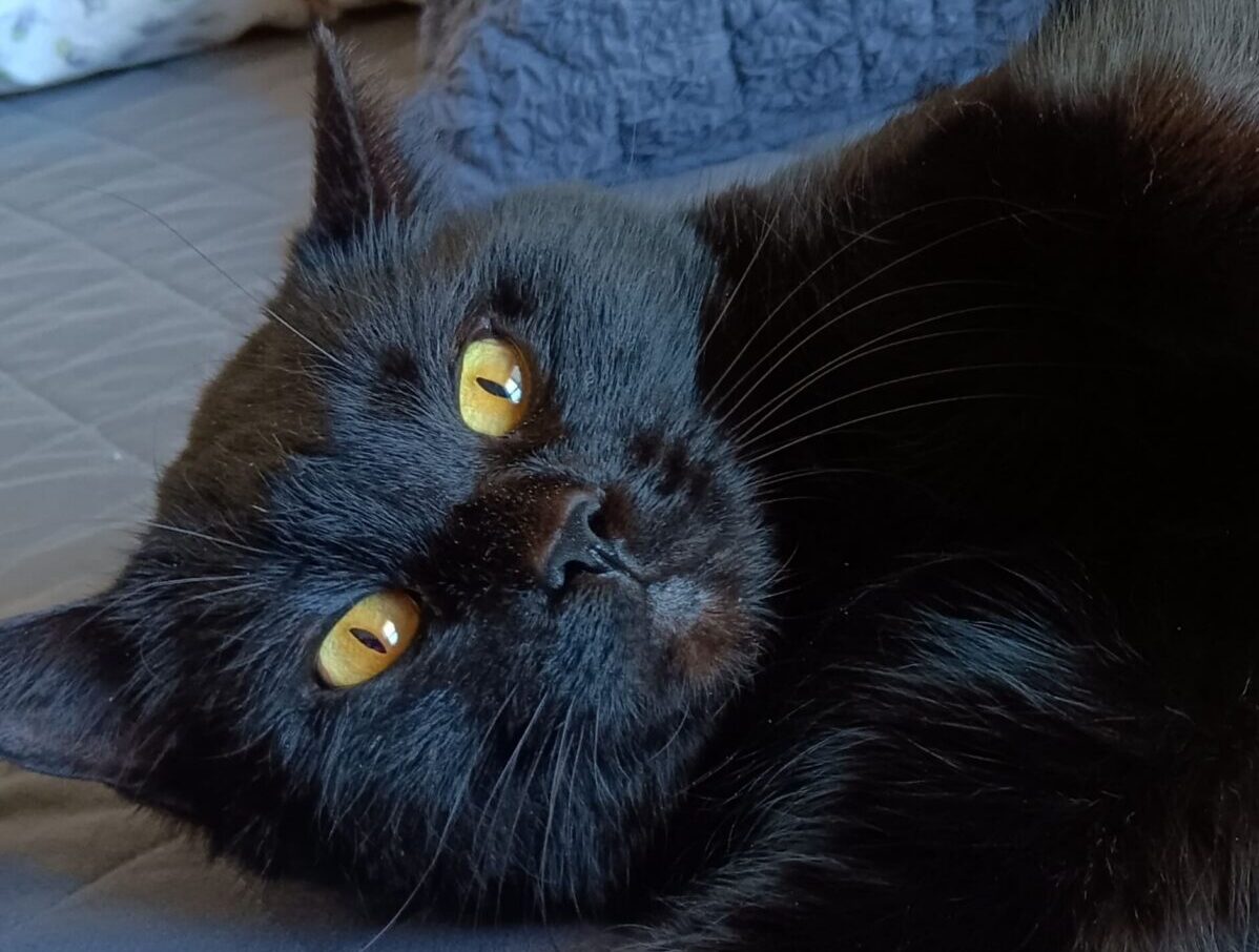 Dorothy, the cat