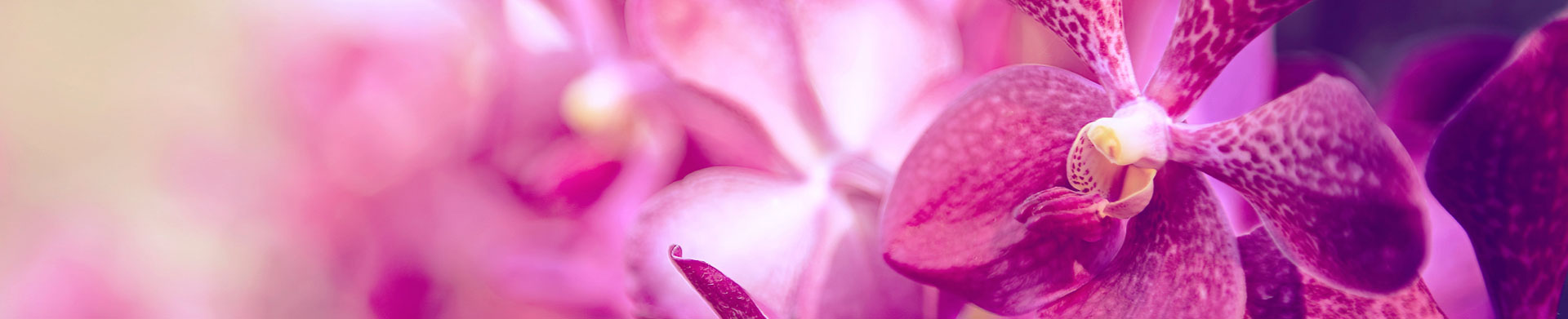 A close up of pink and purple orchids